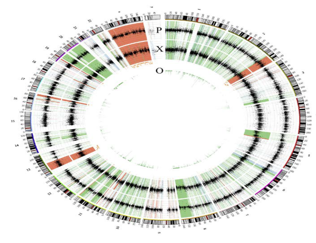 Circos plot showing results for whole-exome sequencing in a patient’s primary tumour and the xenografted tumour planted on an immunedeficient mouse. Primary tumour tissue and xenograft tumour tissue  show  a high overlap of somatic mutations when compared    with respective normal tissue (90%). Black: log2 cov- ratio; red: erage copy number gain region; green; copy number loss region; blue: LOH in tumour; P: CNVs in patient pri- mary tumour; X: CNVs in xenografted tumour; O: overlapping CNVs in patient and xenograft. Joint work with Michal Schweiger.