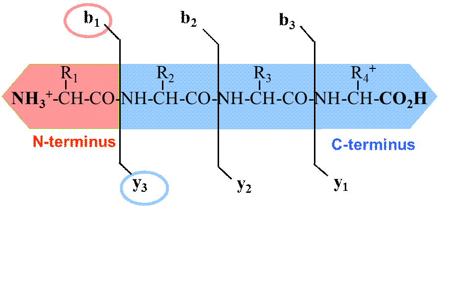 <p>Peptide fragment ions are indicated by b, if the charge is retained on the N-terminus and by y, if the charge is maintained on the C-terminus</p>