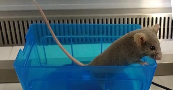 Warum überhaupt Tierversuche? Warum überhaupt Tierversuche?