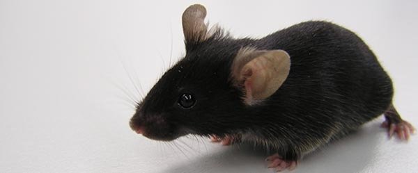 Labortiere und Tierschutz Labortiere und Tierschutz