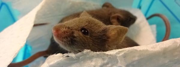 Animal Studies in Basic Research Animal Studies in Basic Research