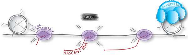 Max Planck Research Group High-Resolution Functional Genomics