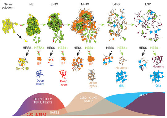 Heterogeneity of neural stem and progenitor cells during cortical differentiation from human pluripotent stem cells. From <strong>Edri, Yaffe et al., Nature Communications 2015.</strong>