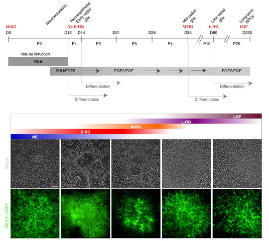 <p>Isolation of consecutive building blocks for cortical development from human pluripotent stem cells based on their Notch activation state. From <strong>Edri, Yaffe et al., Nature Communications 2015.</strong></p>