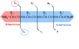 Figure 3: Peptide fragment ions are indicated by b, if the charge is retained on the N-terminus and by y, if the charge is maintained on the C-terminus