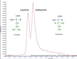 Figure 2: Separation of isobaric amino acids