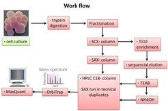 Figure 1: SCX strong cation exchange, SAX strong anion exchange, TiO2 Titaniumoxide