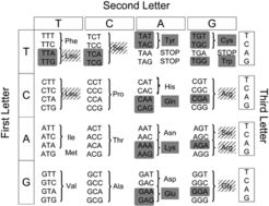 Sense codons differ in their propensity for conversion to STOP codons. The Stan- dard Genetic Code contains 18 fragile codons (shaded) that can be changed into a STOP codon by a single point-mutation and whose mistranscription can therefore generate non- sense errors. The remaining 43 sense codons are “robust” to such errors. Six amino acids are encoded exclusively by fragile codons (“fragile amino acids”, shaded), ten amino acids are encoded exclusively by robust codons (“robust amino acids”, unshaded) and four amino acids can be encoded either by robust or fragile codons (“facultative amino acids”, hatched shading).