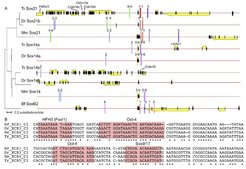 (A) PCNEs associated with the Sox14/21 gene family. Each genomic region is 204 kb long. Genes are shown as arrows indicating the direction of transcription. Black boxes indicate exons. The small single-exon Sox14/21 genes are labeled with red tri- angles. PCNEs are shown as colored lines; the colors and the numbers above the PCNEs indicate the group membership of each PCNE and reveal conservation of PCNE order. Neighboring genes that may represent conserved syntenic relationships are labeled; unlabeled genes are not syntenically conserved. A maximum likelihood phylogenetic tree of the Sox14/21 proteins is shown on the right.(B) A multiple alignment of a portion of the Sox14/21 group 1 PCNEs, with conserved binding motifs highlighted in pink. Bf, amphi- oxus; Tr, fugu; Dr, zebrafish; Mm, mouse