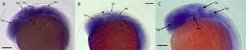 Lateral view of zebrafish 24hrs embryos showing the tissue expression of the zebrafish orthologs of the following three human 16p11.2 genes A: DOC2A, B: ypel3, C: ppp4ca genes at 24hrs. Abbreviations: Ce:Cerebellum, Op: oprtical plakode, Mv: ventral Mesencephalon (Tegmentum), Rh: Rhombencephalon, Lp: Linsenplakode