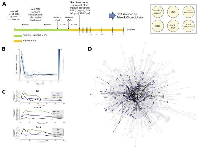 <p>(A) Genome-wide time course expression data was used to identify synergistic effects of Hedgehog signaling with other pathways, such as EGF-mediated signaling. (B) Clusters of co-regulated genes (C) and individual synergistic genes were identified. (D) Fur- ther integration of gene regulatory data was used for the development of network models of differentially and synergistically regulated genes.</p>