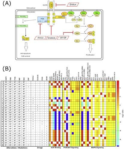(A) Model of EGF-mediated signaling. (B) Heat map of simulation results of the Monte Carlo-based simulation approach of the EGF ligand, over-expression (EGFR), gain of function (EGFR, PI3K, RAS, RAF) and loss of function (PTEN) mutations, and different drugs on specific model components. Colors indicate log2-rations of the steady state concentrations versus a control state of low level activity in cell survival and proliferation (from Wierling et al., 2012).