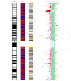 Single Case ViewA tool to visualize and explore single array CGH experiments. A short video introducing the features of this tool can be downloaded here (309Mb). For a zipped file click here (24,5Mb).