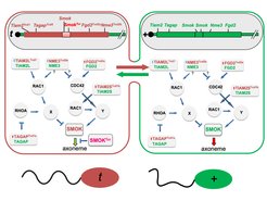 Details siehe Charron et al. 2019 , Amaral & Herrmann 2021