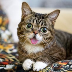 © Mike Bridavsky/lilbub.com
