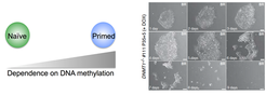 Schematic indicating the transition/switch to DNA methylation dependence from naïve to primed cells. Brightfield images on the right show human ES cells over 9 days in the absence of the maintenance methyltransferase DNMT1.