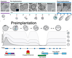 Top: Preimplanation and postimplantation timepoints with brightfield images and a schematic illustration. Hours and days post fertilization are indicated. Bottom: Simplified schematic illustration of the DNA methylation dynamics during the preimplantation stages over selected genomic features.