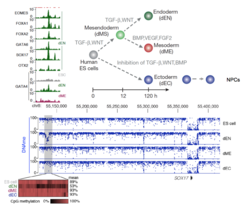 The schematic illustrates the three germ layer differentiation model that we frequently use for our mechanistic studies. Genome browser tracks show the selective binding of transcription factors in the region upstream of Sox17 (grey bar below) and on the lower part whole genome bisulfite sequencing data that indicate the specific change in methylation in endoderm at this distal putative regulatory site.