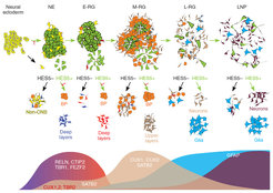 Heterogeneity of neural stem and progenitor cells during cortical differentiation from human pluripotent stem cells. From Edri, Yaffe et al., Nature Communications 2015.