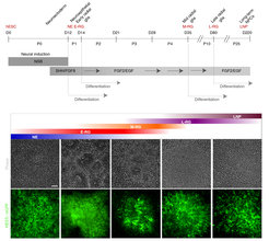 Isolation of consecutive building blocks for cortical development from human pluripotent stem cells based on their Notch activation state. From Edri, Yaffe et al., Nature Communications 2015.