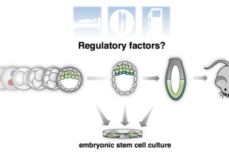 Interplay of gene regulatory layers in regulating stem cell function