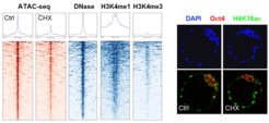Chromatin rewiring in embryonic stem cells in response to manipulation of protein synthesis.