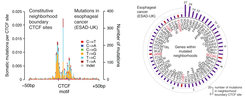 Mutation- and oncogene discovery