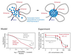 Transcriptional condensates