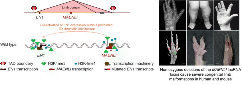 Disease-causing variants in the non-coding genome