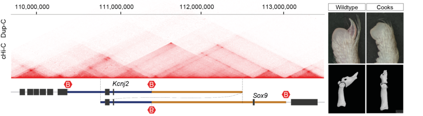 4D Genome Architecture, Gene Regulation & Developmental Disease