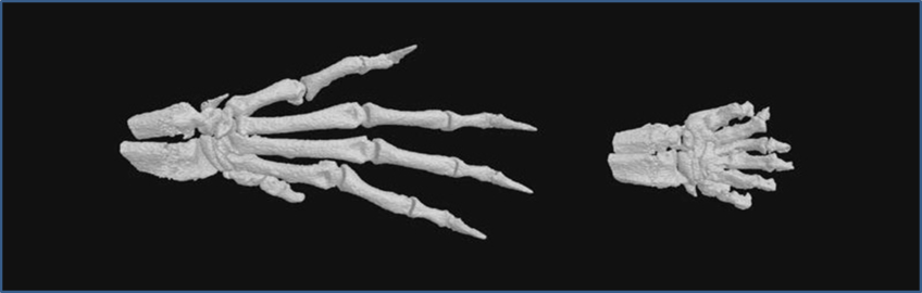 Mechanisms of Limb Development