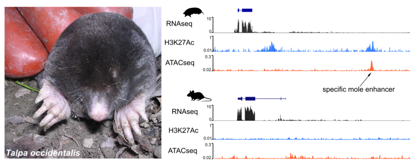 Evolutionary Genomics of Limb Adaptation Evolutionary Genomics of Limb Adaptation