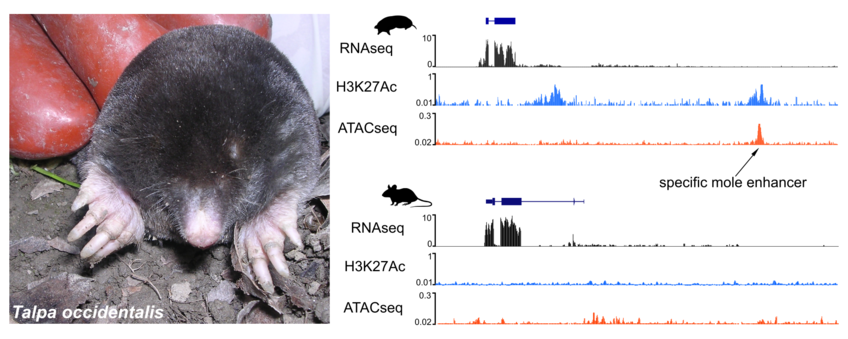 Evolutionary Genomics of Limb Adaptation