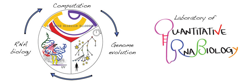 Max Planck Research Group Quantitative RNA Biology