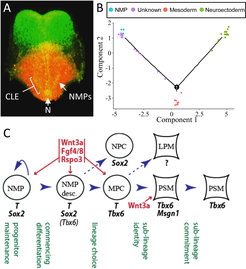 Details siehe Koch et al., Dev Cell 2017