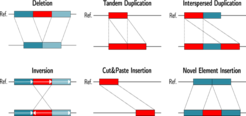 The different kinds of genomic structural variation to be identified from sequencing data.