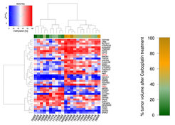 Figure 1: Response DMRs in gene promoters that correlate with tumor volume of PDXs after therapy.