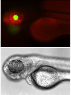Zebrafisch-Larve, in deren Auge ein grün fluoreszierendes Protein gebildet wird.