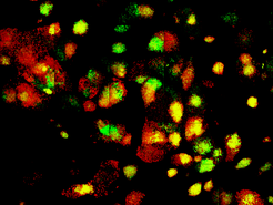 In the transition phase, most of the differentiating cells return to their stem cell state as soon as the OSKM factors have been reactivated. Under the microscope, stem cell colonies appear green, while all other cells remain red.