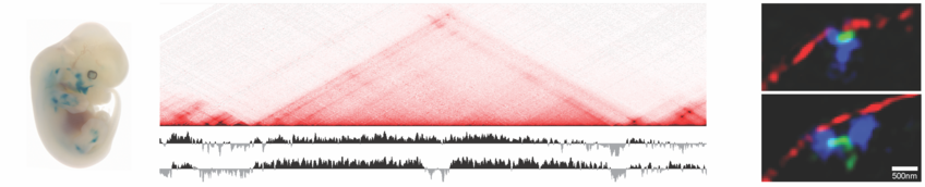 Gene Regulation from the Nuclear Envelope