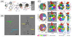 Figure 1: Cryo-EM analysis of bacterial virus assembly (collaboration with P. Tavares, CNRS, Gif-sur-Yvette, and E. Orlova, Birkbeck, London). (A) The maturation of the bacteriophage SPP1 involves several scaffolding proteins driving the assembly of major capsid proteins. (B) Representative micrographs showing different assembly intermediates. (C) The near-atomic resolution cryo-EM structures of the procapsid I, procapsid II and the mature phage capsid provide a molecular basis for sequential structural rearrangements during phage capsid maturation (from Ignatiou et al., 2019, Nat Commun).