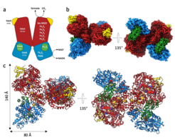 Figure 3: Structural analysis of metal-containing formate dehydrogenase from Rhodobacter capsulatus (RcFDH). (a) Schematic representation of RcFDH subunits (FdsA, red; FdsB, blue; FdsG, green; FdsD, yellow) and its metal cofactors. (b) Three-dimensional reconstruction and (c) ribbon representation of the atomic model derived from the EM structure. Cofactors are shown as spheres (from Radon et al., 2020, Nat Commun).