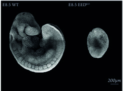 After 8 days, the developing mouse embryo resembles a seahorse. Without the epigenetic regulator PRC2, it is less complex and looks more like an egg. A closer look into the cells of the embryo reveals the tasks of regulatory factors during development.