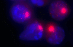 Zellkerne von weiblichen Zellen. Die Xist-Moleküle, die für die Inaktivierung des zweiten X-Chromosoms verantwortlich sind, sind mit einem roten Farbstoff markiert.