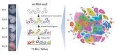 Übersicht über das Single Cell Combinatorial Indexing zur Markierung des Transkriptoms von Einzelzellen
Die Zellen von Mausembryonen im Alter von 9,5 bis 13,5 Tagen werden voneinander getrennt und in unterschiedliche Gefäße eingebracht. Anschließend werden die Zellkerne isoliert und die enthaltenen RNA-Moleküle mit einem ersten molekularem Barcode versehen, der spezifisch für den jeweiligen Embryo ist. Anschließend werden die Zellkerne gemischt, neu aufgeteilt und mit einem weiteren Barcode versehen. Dieser Vorgang wird nochmals wiederholt, so dass am Ende die RNA jedes Zellkerns eine einzigartige Kombination von drei Barcodes enthält. Jeder Zelle kann somit ein spezifisches Transkriptom zugeordnet werden, welches wiederum einem individuellen Embryo zugeordnet werden kann.