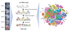 Overview of Single Cell Combinatorial Indexing for labeling the transcriptome of single cells The cells of mouse embryos at day 9.5 to 13.5 were isolated and distributed into different wells of a microtiter plate. Subsequently, all cell nuclei were extracted and a molecular barcode specific to the respective embryo was introduced to the RNA molecules of each cell. In the next step, all nuclei were pooled, mixed and randomly redistributed to a new microtiter plate, where the molecules received a second barcode. This process has been repeated again so that, ultimately, the RNA of each nucleus contained a unique combination of three barcodes. Each cell could thus be assigned a specific transcriptome, which in turn could be assigned to an individual embryo.