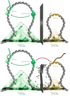 Illustration of two TADs in a healthy genome. Above: The presence of a “wall” between the two regions means that the regulator (= enhancer) in TADa can only influence the gene in TADa but not the gene in TADb.
Below: If the boundary between two TADs is altered or shifted due to a mutation, the regulator/enhancer can also influence genes that are normally shielded from it.