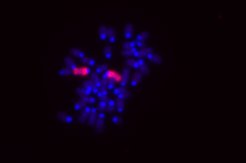 These are the chromosomes from a female mouse cell (stained in blue), where the X chromosomes are stained red