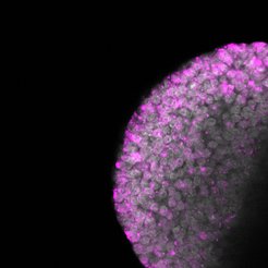 After the methyltransferase Dnmt1 is knocked out in a zygote, IAP retrotransposons are upregulated (retrotransposon molecules labeled pink)