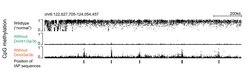 After demethylation, the Dnmt1 enzyme methylates regions that contain IAP retroviral sequences